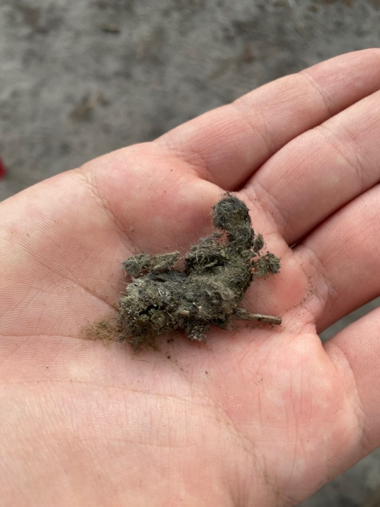 Giftköder-Giftköder-Profilbild