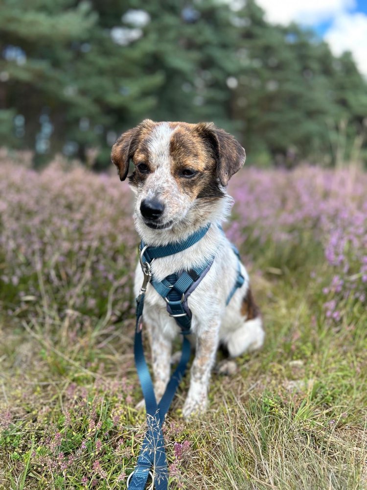 Hundetreffen-Hundetreff-Profilbild