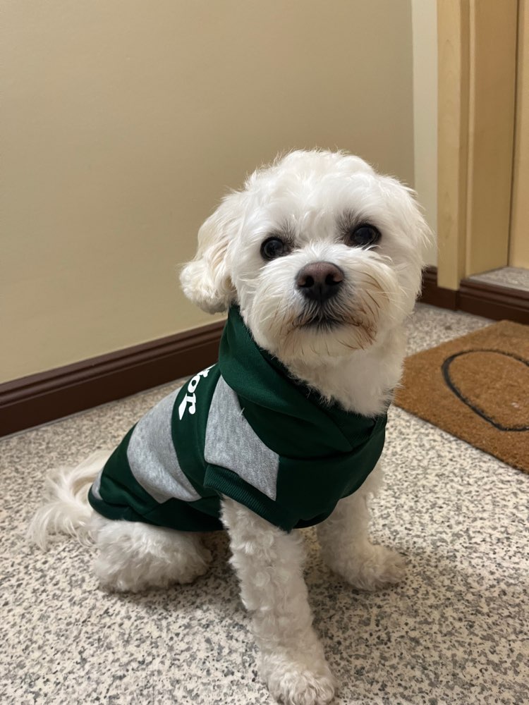 Hundetreffen-Hundekumpel gesucht-Profilbild