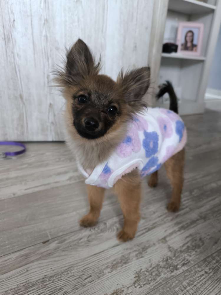 Hundetreffen-Welpentreff Neumünster-Profilbild