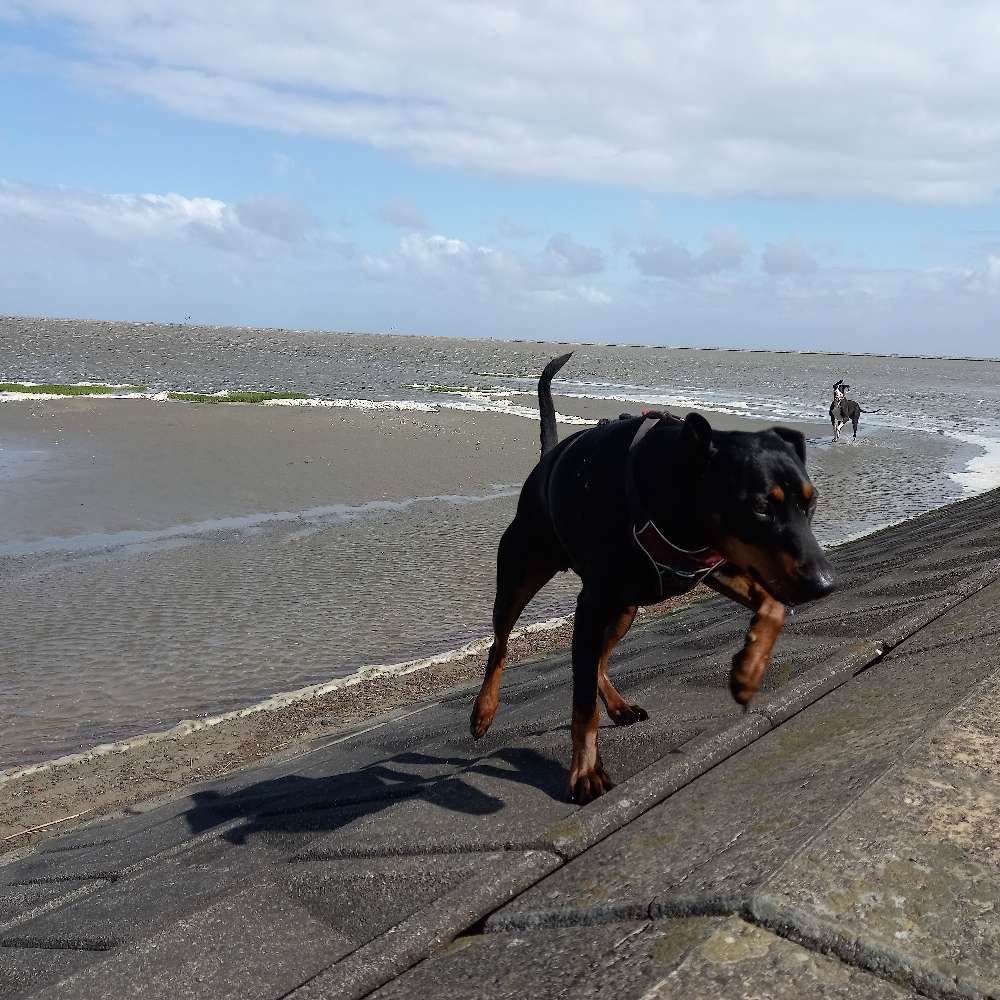 Hundetreffen-Spielkameraden in Schönebeck / Vegesack gesucht-Profilbild