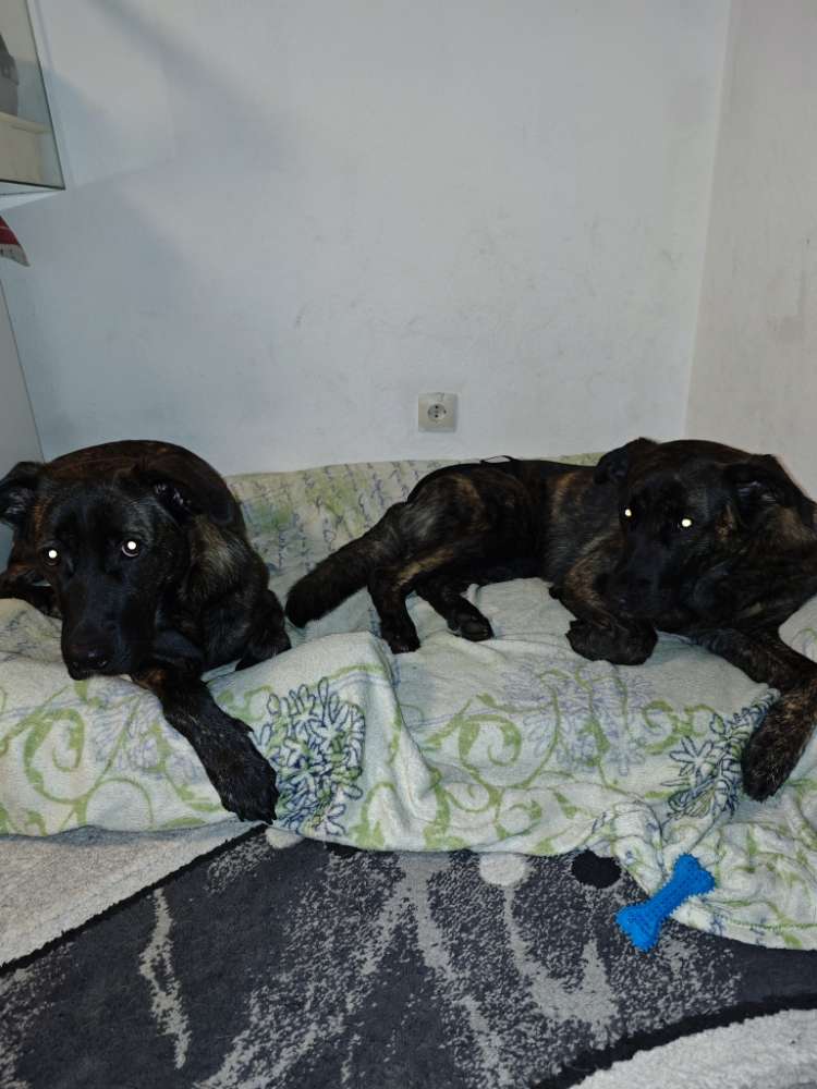 Hundetreffen-Gassi und spielen-Profilbild