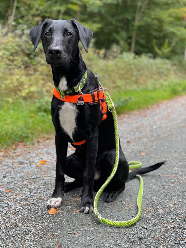 Hundetreffen-Trainings- und Spielrunden-Profilbild