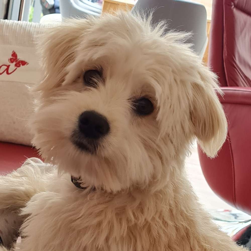 Hundetreffen-Oslo sucht einen Hundekumpel in der näheren Umgebung zum Spielen und Toben-Profilbild