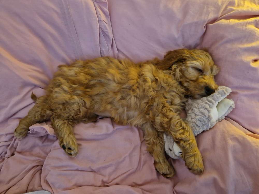 Hundetreffen-Spieltreffen-Profilbild