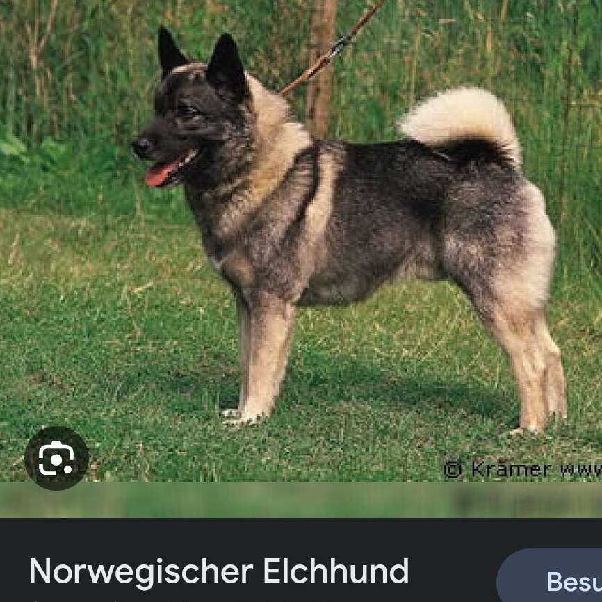 Giftköder-Hund mit Beschädigungsabsicht-Profilbild