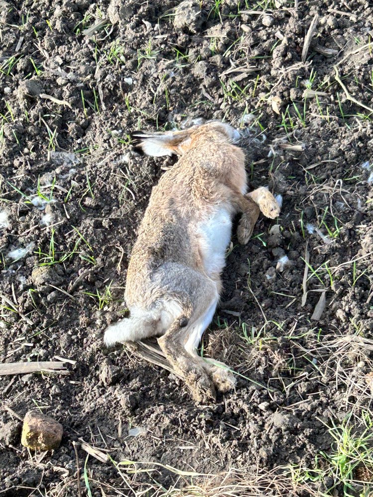 Giftköder-Toter Hase-Profilbild