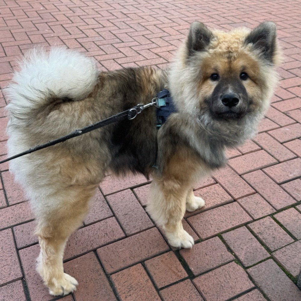 Hundetreffen-Welpen-Treffen, 44801 Bochum-Profilbild