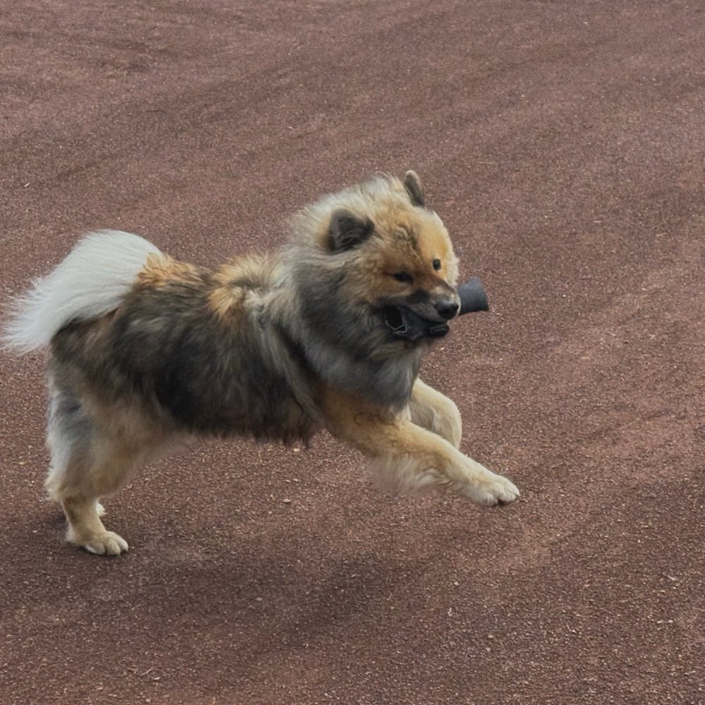 Hundetreffen-Spiele-Treffen / Social-Walk-Profilbild