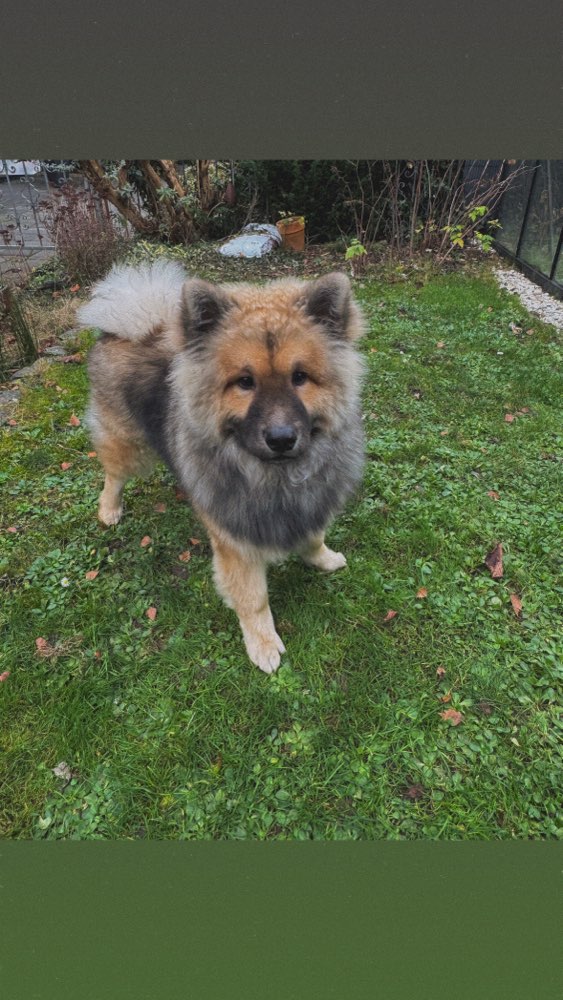 Hundetreffen-Junghund-Treffen-Profilbild