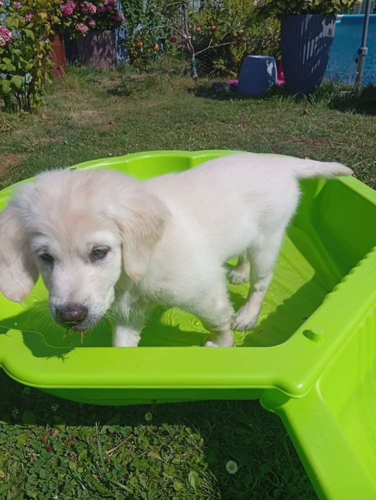 Hundetreffen-Welpentreffen-Profilbild
