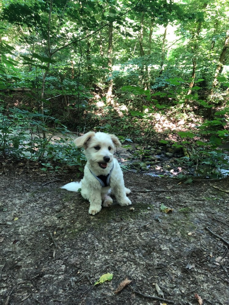 Hundetreffen-Spieltreffen-Profilbild