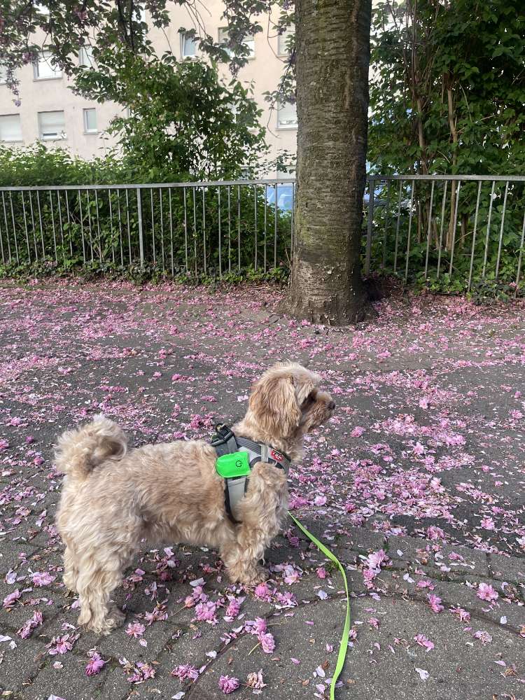 Hundetreffen-Playdate for a small cavapoo-Profilbild