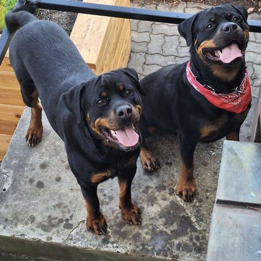 Hundetreffen-Hundewiese in Lieboch-Profilbild