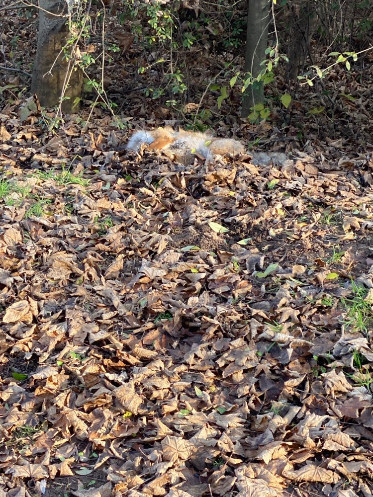 Giftköder-Toter Fuchs am Wegesrand-Profilbild