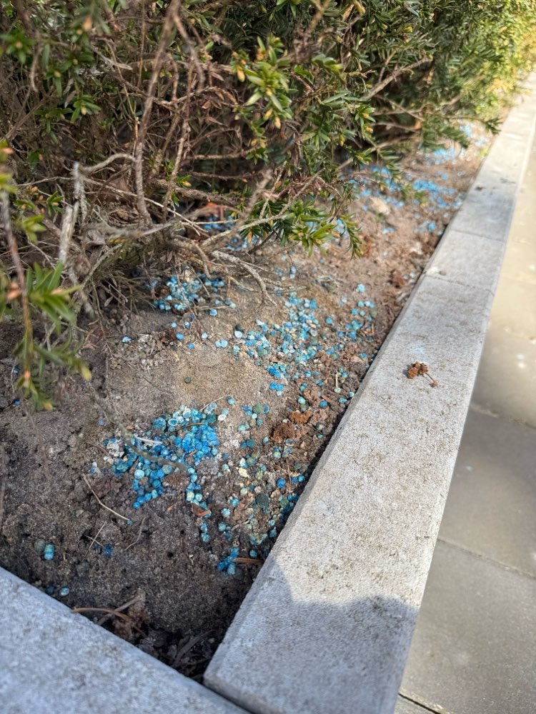 Giftköder-Rattengift ausgelegt-Profilbild