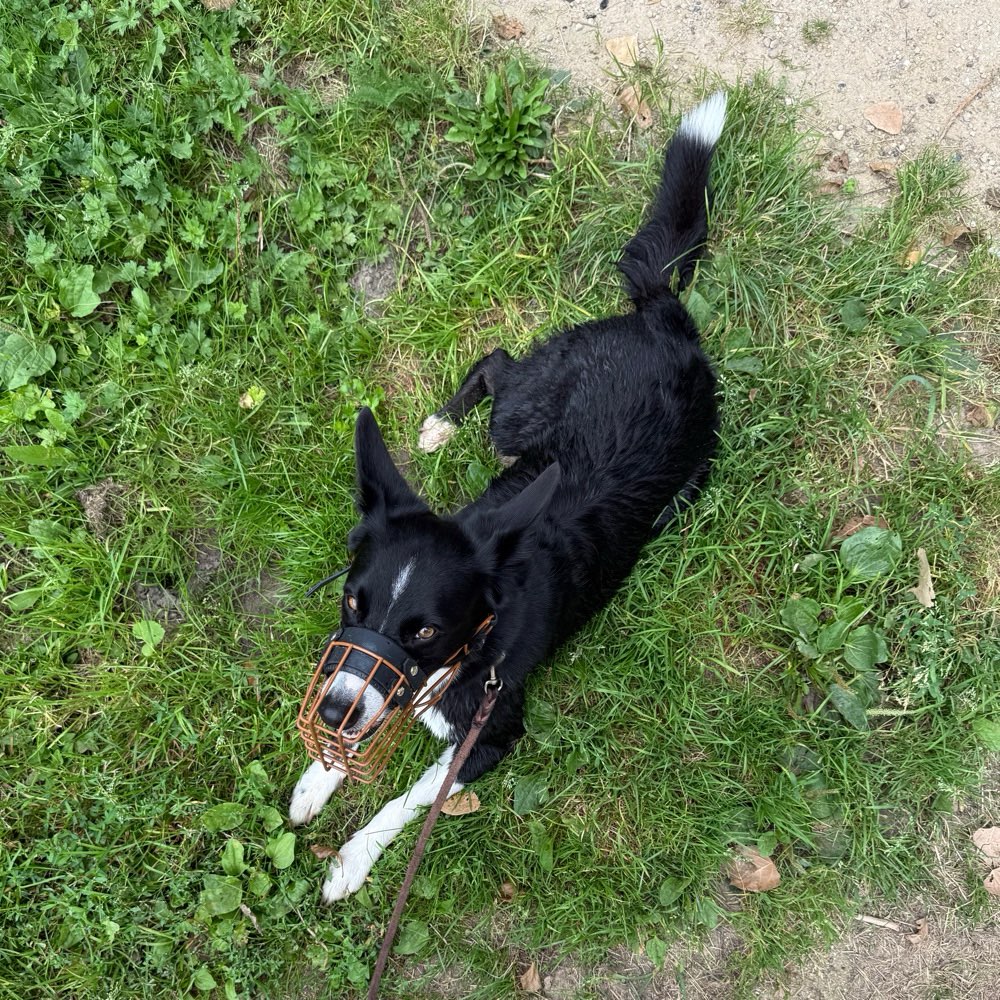 Hundetreffen-Social Walk-Profilbild