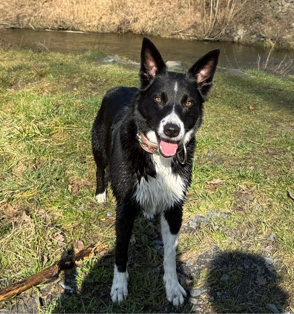 Hundetreffen-Social Walk-Profilbild