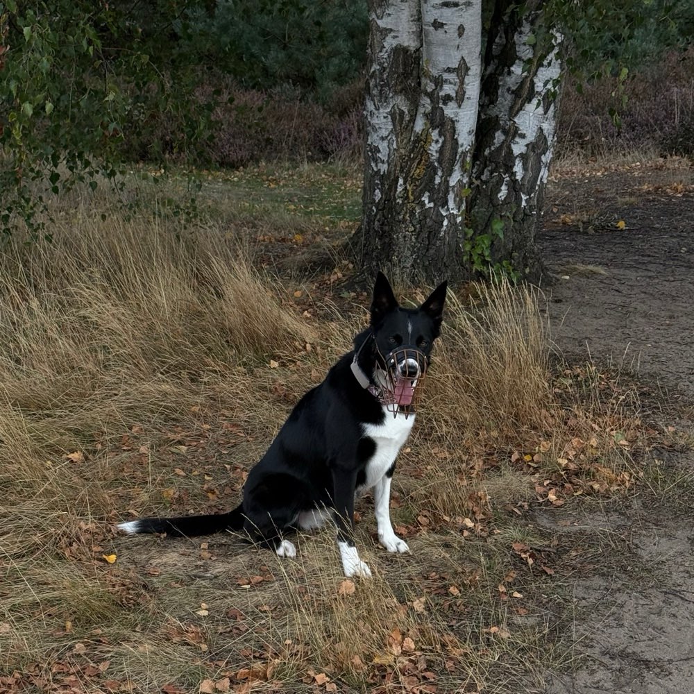 Hundetreffen-Social Walk-Profilbild