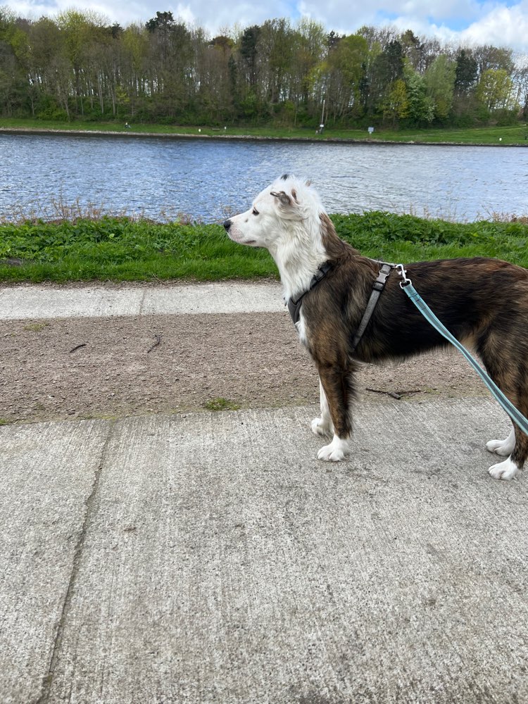 Hundetreffen-Gemeinsames Spazieren und Trainieren-Profilbild