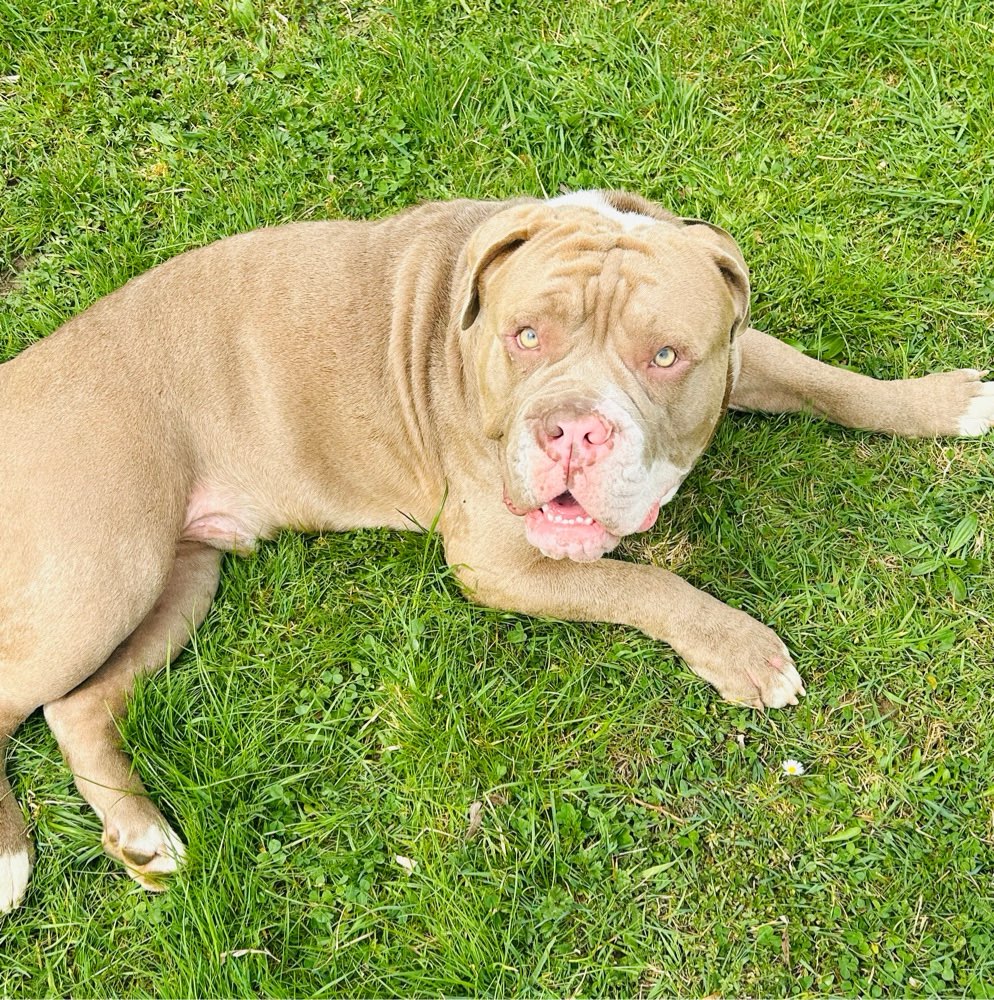 Hundetreffen-Bulldoggen treffen-Profilbild