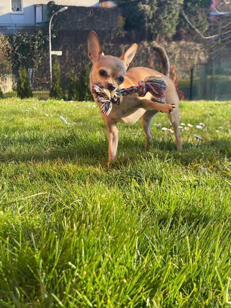 Hundetreffen-Hunderunde-Profilbild