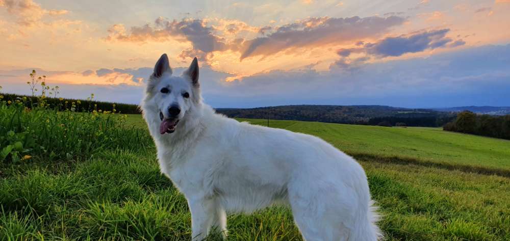 Hundetreffen-Kreuz und quer😉-Profilbild