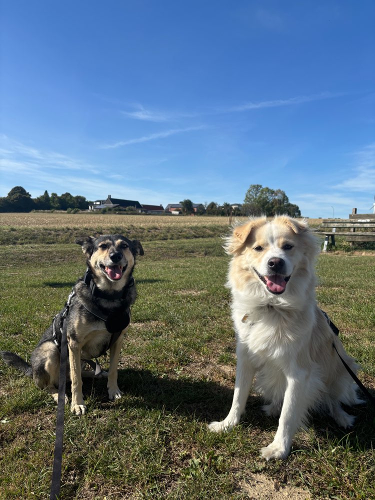 Hundetreffen-Hundebegegnungen auf Distanz-Profilbild