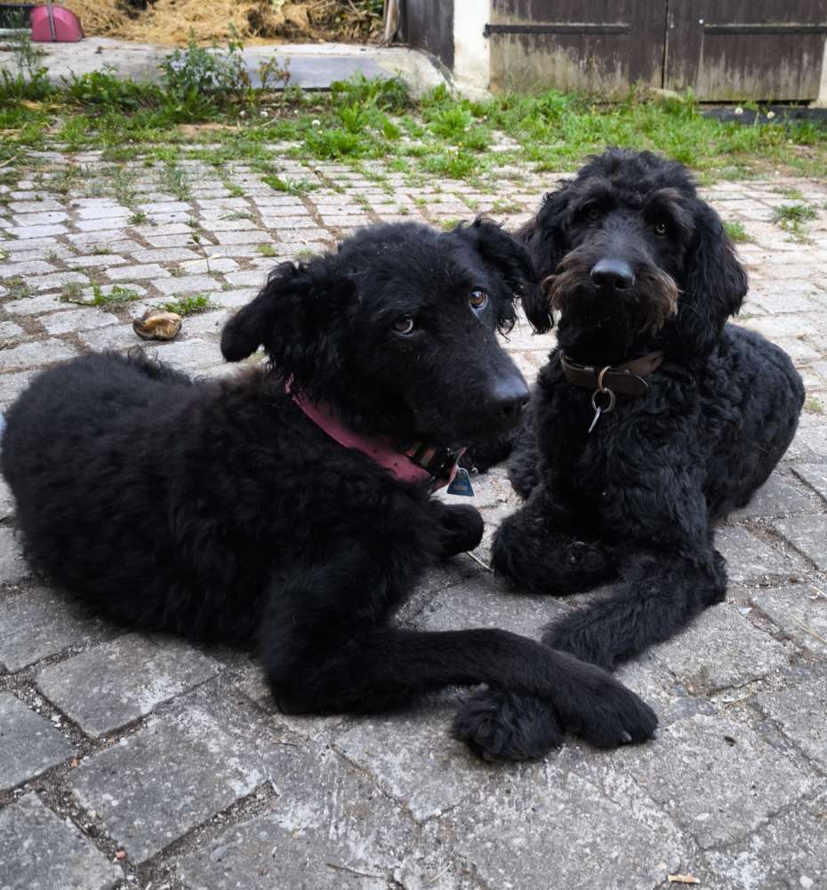 Hundetreffen-Gassi gehen/Spielen-Profilbild