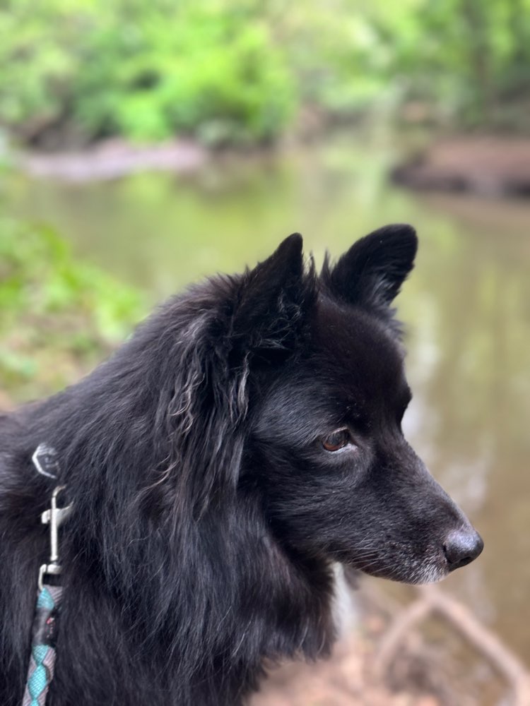 Hundetreffen-Gassigeh- und Spielrunde-Profilbild