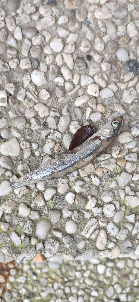 Giftköder-Eventuell Giftköder-Profilbild