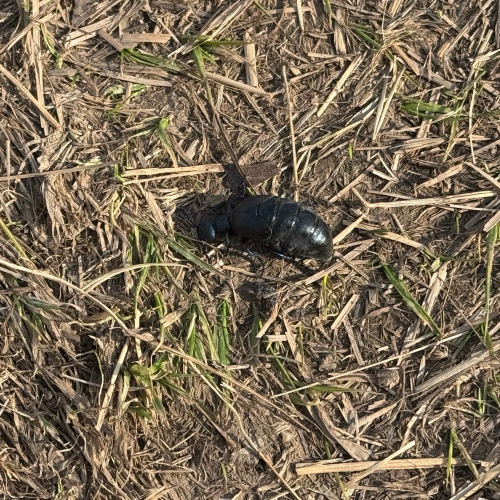 Giftköder-Ölkäfer-Profilbild