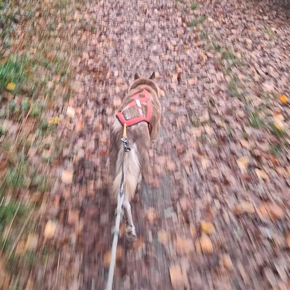 Hundetreffen-Zusammen laufen gehen-Profilbild