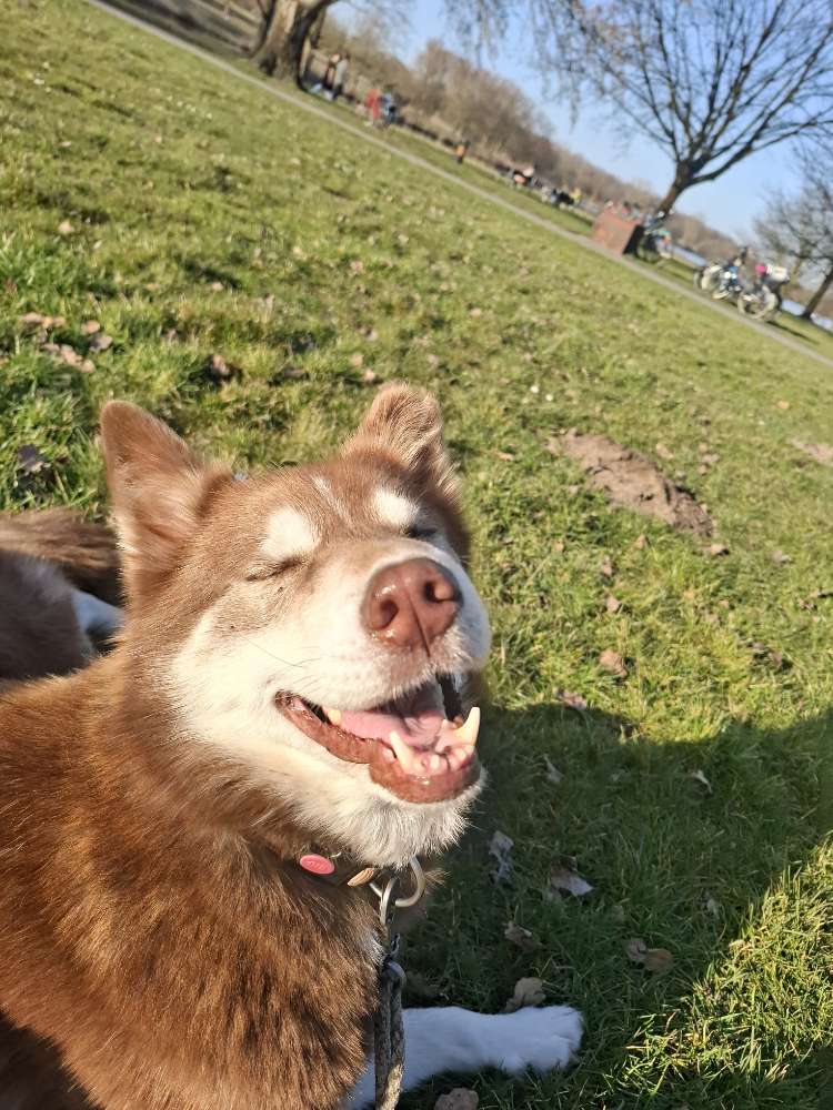 Hundetreffen-Draußen entspannen-Profilbild