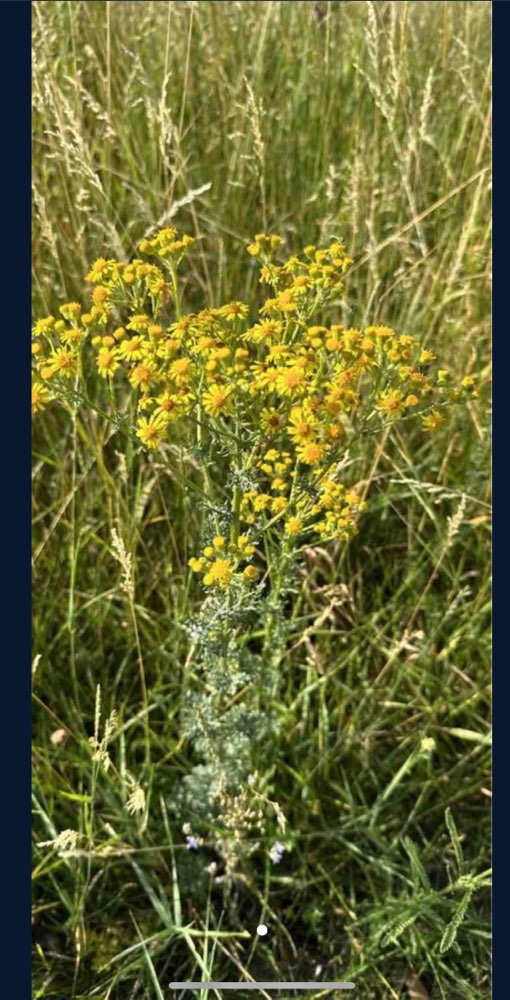 Giftköder-Jakobskreuzkraut, sehr giftig-Profilbild