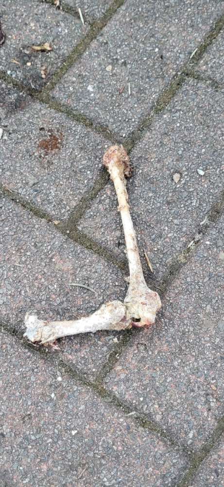 Giftköder-Knochen gefunden-Profilbild