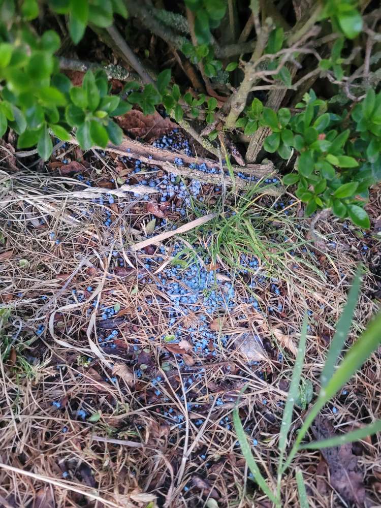 Giftköder-Eventuell Gift/Blaukorn-Profilbild