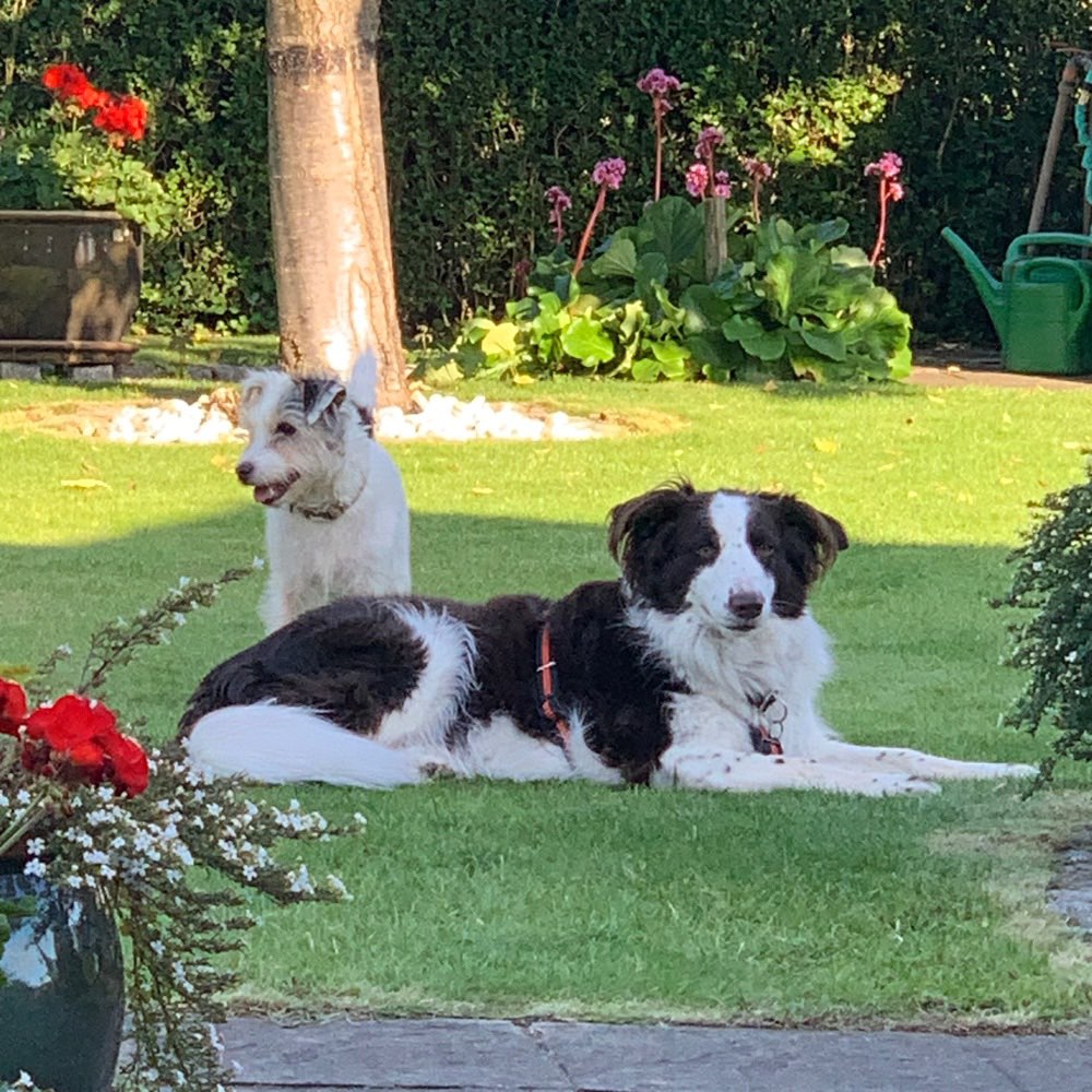 Hundetreffen-Spiel und Gassi Runde-Profilbild