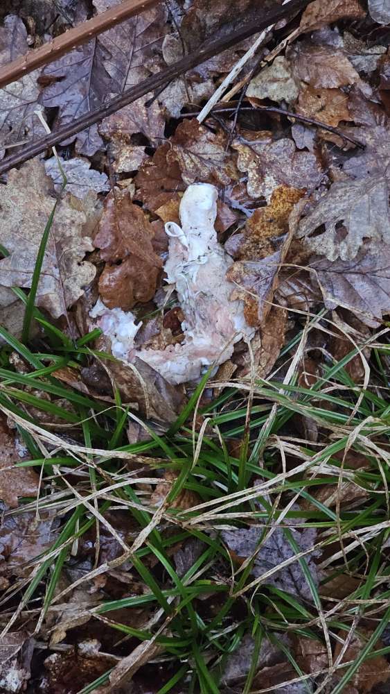 Giftköder-Hähnchenkeule im Laub-Profilbild