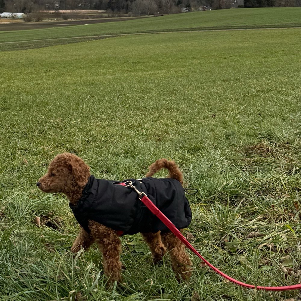 Hundetreffen-Pudeltreffen am Ammersee-Profilbild