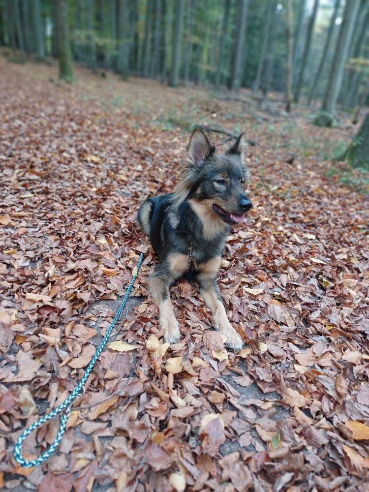 Hundetreffen-Spaziergang und Training-Profilbild