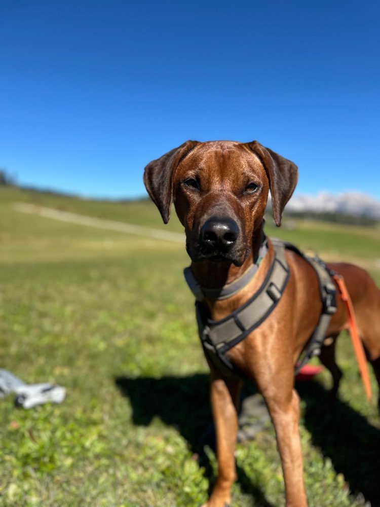 Hundetreffen-Suchen andere Ridgebacks :)-Profilbild