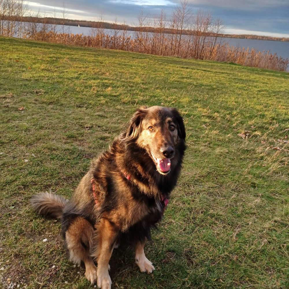Hundetreffen-Gassi gehen und spielen-Profilbild