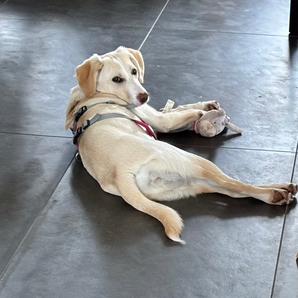 Hundetreffen-Spielfreunde gesucht (Junghund)-Profilbild