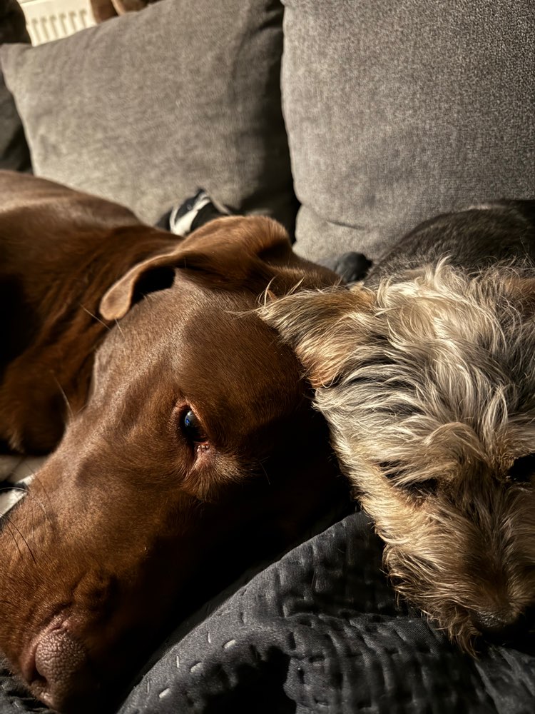 Hundetreffen-Spielfreunde-Profilbild