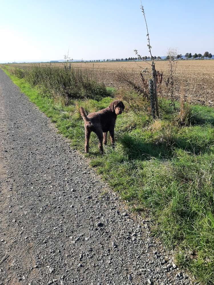 Hundetreffen-Doodletreff Region 38-Profilbild