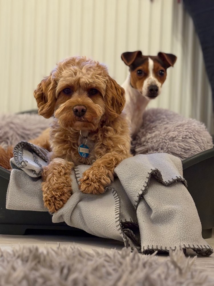 Hundetreffen-Gemeinsames Abschalten-Profilbild