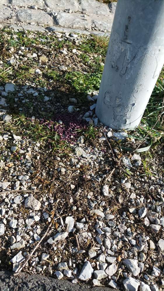 Giftköder-Rattengift Sengenthal-Profilbild