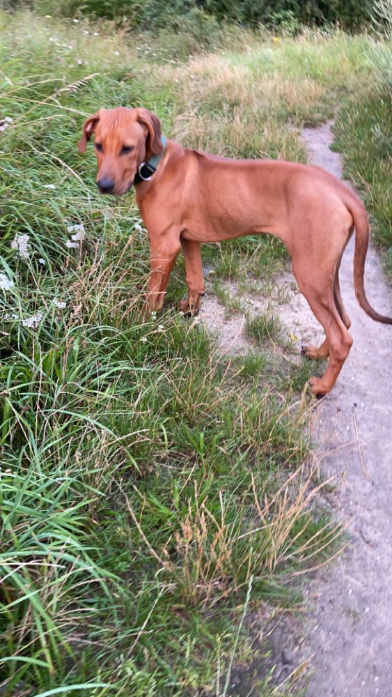 Hundetreffen-Spielrunde Speyer-Profilbild