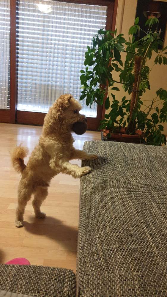 Hundetreffen-Entspanntes Kennenlernen + Gassirunde-Profilbild